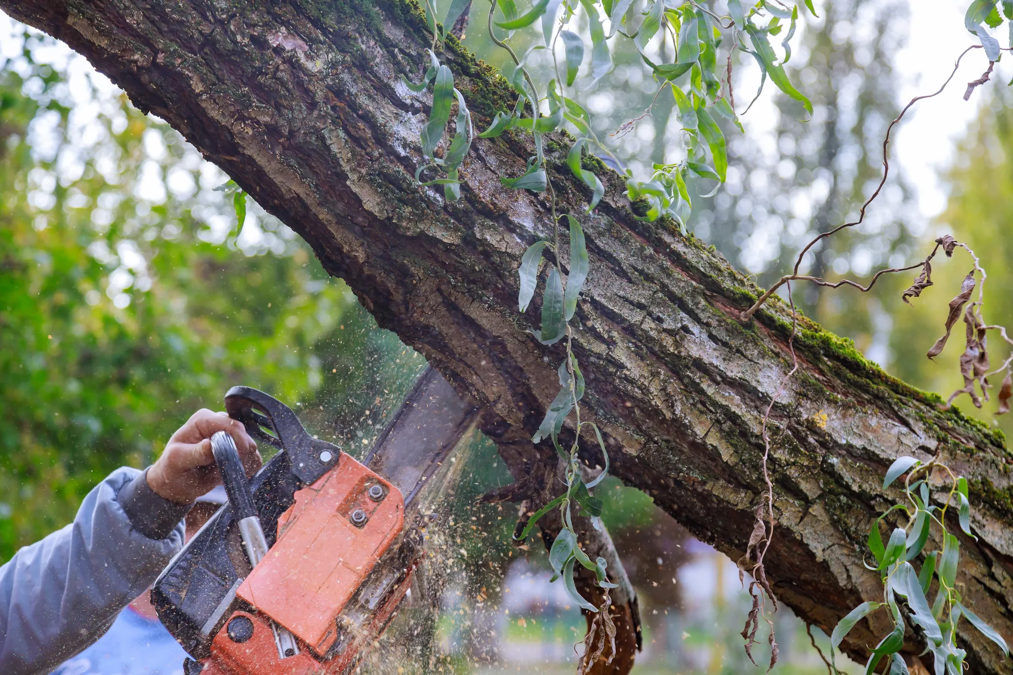 Tree-Trimming.webp